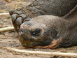 Foto: Riesenschildkröte Riesenschildkröte