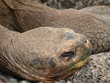 Riesenschildkröte