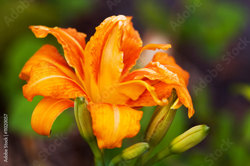 Day Lily Day Lily
