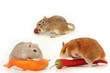 hamster