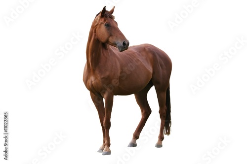 Photo: Brown Horse Isolated Brown Horse Isolated