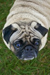 Male pug face on