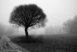 Photo: Tree silhouettes on a foggy day in december Tree silhouettes on a foggy day in december