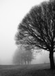 Photo: Tree silhouettes on a foggy day in december Tree silhouettes on a foggy day in december