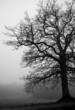 Photo: Tree silhouettes on a foggy day in december Tree silhouettes on a foggy day in december