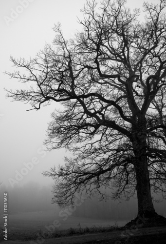 Photo: Tree silhouettes on a foggy day in december Tree silhouettes on a foggy day in december