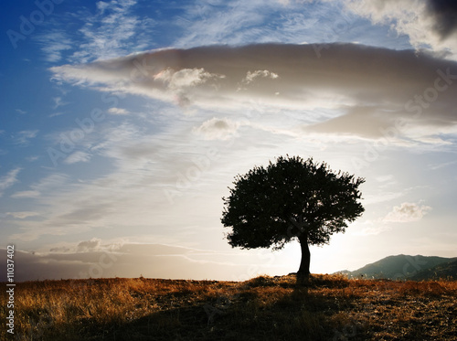 Photo: solitary oak tree at twilight solitary oak tree at twilight