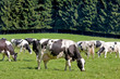 Kühe