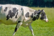 Kuh läuft über eine Wiese