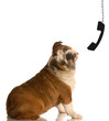 dog on telephone - telecommunication concept