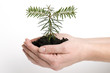 Fir seedling on hands