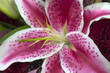 Macro Horizontal Stargazer