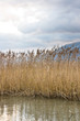 Lac du bourget