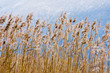 Flore au bord du lac du bourget