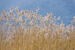 Flore au bord du lac du bourget