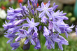 agapanthe à fleurs bleues