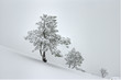 Photo: Trees under snow Trees under snow