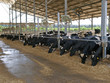 Modern cowshed with cows