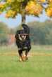 hovawart, hund, apportieren