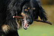 hovawart, hund, apportieren