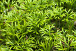 Club moss