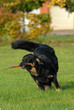 hovawart, hund, apportieren