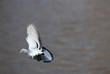 taube, vogel, fliegen