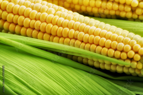Foto: yellow corn yellow corn