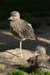 Triel, Triele, vogel