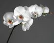 Beautiful white orchid Beautiful white orchid