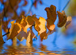 Foto: flowers reflecting flowers reflecting