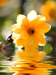 Foto: yellow flower reflecting yellow flower reflecting