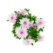 purple chrysanthemum bouquet isolated on white