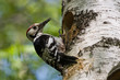 Dendrocopos leucotos