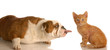 Image : english bulldog sticking her tongue out at a little kitten