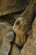 portrait d'une tortue Aldabra