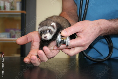 Photo: l'auscultation du furet au stetoscope l'auscultation du furet au stetoscope