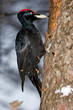 Black woodpecker (Dryocopus martius) Black woodpecker (Dryocopus martius)
