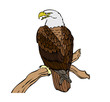 Bald eagle