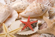 Mussels and starfishes