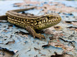 Photo: lizard lizard