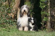 le grand et le petit bearded collie dans les bois le grand et le petit bearded collie dans les bois