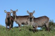 Waterbuck Antelope