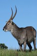 Waterbuck Male
