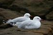 Seagulls resting