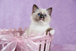 Cute Ragdoll kitten in pink basket