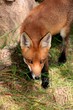Red Fox Stare