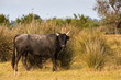 Toro in Camargue