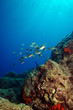 Unterwasserlandschaft Mittelmeer Unterwasserlandschaft Mittelmeer