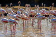 Flamingos
